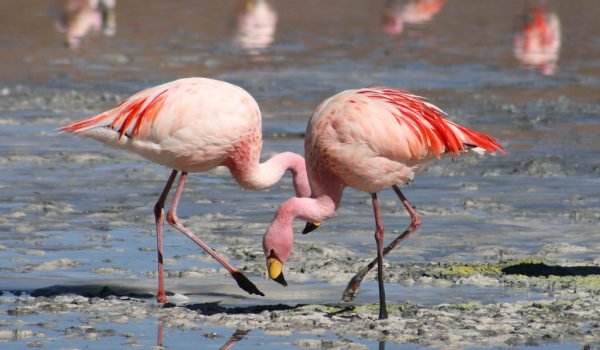 Flamingo-Lagoon-and-Lost-Bog-1024x690