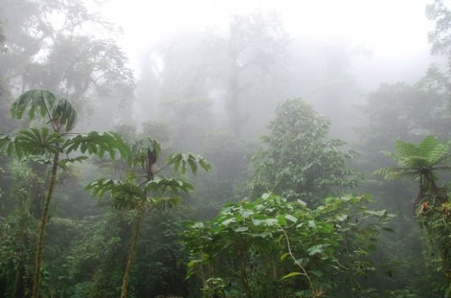 desk-perfect-cloudforest-monteverde